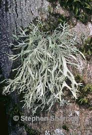 Attēlu rezultāti vaicājumam “Ramalina farinacea”