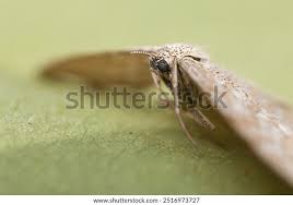 Attēlu rezultāti vaicājumam “Operophtera”