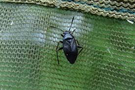 Attēlu rezultāti vaicājumam “Capsus ater imago”