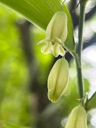 Attēlu rezultāti vaicājumam “Polygonatum odoratum bud”