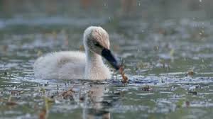 Attēlu rezultāti vaicājumam “Cygnus olor juvenile”