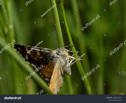 Attēlu rezultāti vaicājumam “Archiearis parthenias”