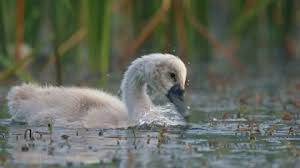 Attēlu rezultāti vaicājumam “Cygnus olor juvenile”