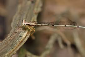 Attēlu rezultāti vaicājumam “Eupteryx vittata”