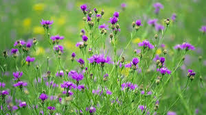 Attēlu rezultāti vaicājumam “Centaurea jacea”