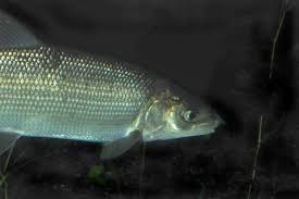 Image result for Coregonus oxyrinchus