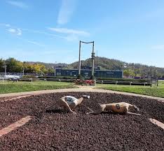 Image result for Reading Greyhound Track