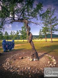 Attēlu rezultāti vaicājumam “Larix sibirica”