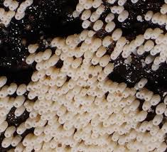 Attēlu rezultāti vaicājumam “Henningsomyces candidus”