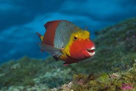 Image result for Sparisoma cretense