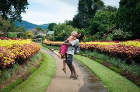 Image result for шри ланка королевский ботанический сад