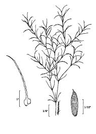 Attēlu rezultāti vaicājumam “Najas minor”