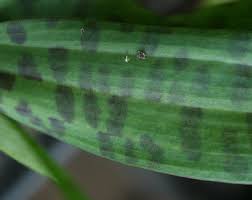 Attēlu rezultāti vaicājumam “Dactylorhiza fuchsii leaf”