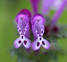 Attēlu rezultāti vaicājumam “Lamium amplexicaule flower”