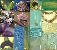 Attēlu rezultāti vaicājumam “Phleogena faginea sessile”