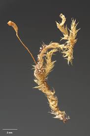 Attēlu rezultāti vaicājumam “Leptodictyum riparium”