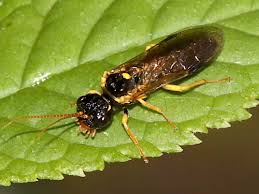 Attēlu rezultāti vaicājumam “Pamphiliidae”