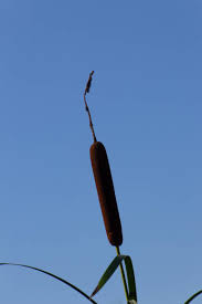 Image result for Rohrkolben