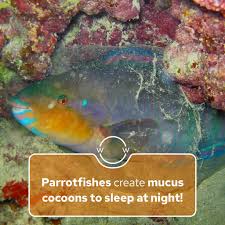 Image result for Scarus zelindae