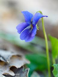 Attēlu rezultāti vaicājumam “Viola hirta”