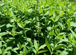 Attēlu rezultāti vaicājumam “Lysimachia thyrsiflora bud”