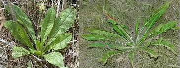 Image result for Dipsacus laciniatus