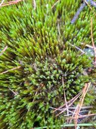 Attēlu rezultāti vaicājumam “Campylopus introflexus”