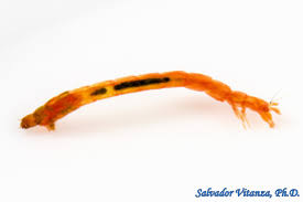 Attēlu rezultāti vaicājumam “Chironomidae larvae”