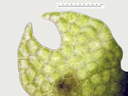 Attēlu rezultāti vaicājumam “Cephalozia lunulifolia”