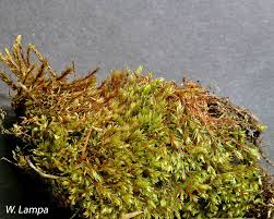 Attēlu rezultāti vaicājumam “Bryum pseudotriquetrum”