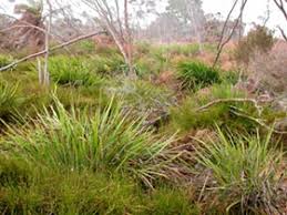 Attēlu rezultāti vaicājumam “Dianemataceae”