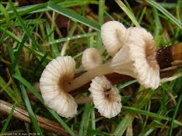 Attēlu rezultāti vaicājumam “Mycena belliarum”