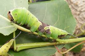 Attēlu rezultāti vaicājumam “Cerura vinula”