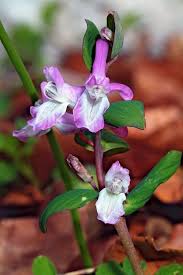 Attēlu rezultāti vaicājumam “Corydalis cava”