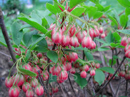 Attēlu rezultāti vaicājumam “Enkianthus chinensis flower”