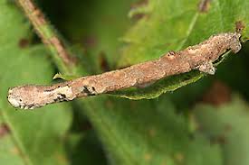 Attēlu rezultāti vaicājumam “Plagodis pulveraria”