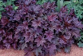Image result for Heuchera `Palace Purple`