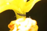 Attēlu rezultāti vaicājumam “Dasytes caeruleus imago”