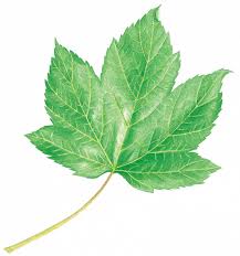 Attēlu rezultāti vaicājumam “Acer pseudoplatanus fo. purpurascens leaf”
