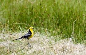 Attēlu rezultāti vaicājumam “Motacilla citreola”