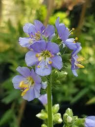Attēlu rezultāti vaicājumam “Polemonium caeruleum bud”