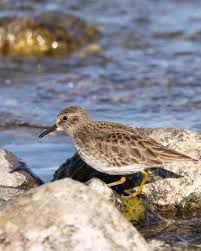 Attēlu rezultāti vaicājumam “Calidris maritima adult”