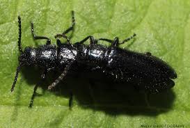 Attēlu rezultāti vaicājumam “Anthocomus fasciatus”