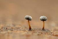 Attēlu rezultāti vaicājumam “Didymium bahiense”