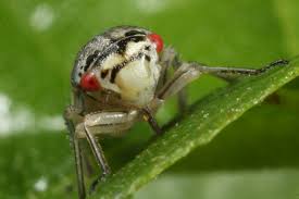 Attēlu rezultāti vaicājumam “Oncopsis sp.”