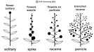 Inflorescence Terminology (Part 1)