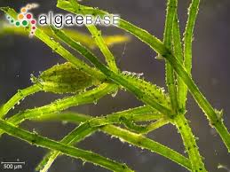 Attēlu rezultāti vaicājumam “Chara aspera”