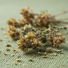 Attēlu rezultāti vaicājumam “Origanum vulgare bud”