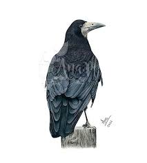 Attēlu rezultāti vaicājumam “Corvus frugilegus”