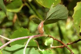 Attēlu rezultāti vaicājumam “Contarinia petioli”